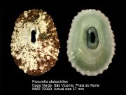 Fissurella alabastrites (2)
